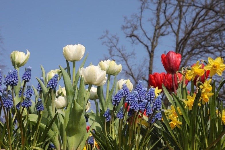 Flower bulbs